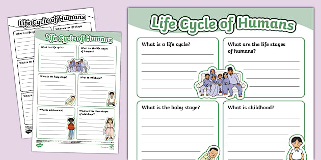 Human Life Cycle Fact File Template (teacher made) - Twinkl