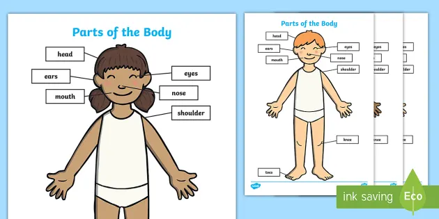 Parts of the Body Labelled Diagram (teacher made) - Twinkl
