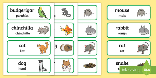 Pets Topic Word Cards English/Afrikaans (teacher made)