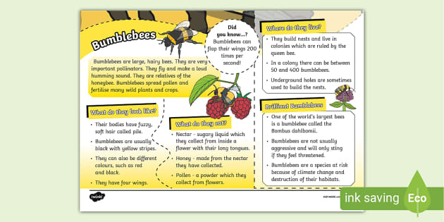 Bumblebee Fact File (teacher made) - Twinkl