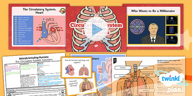 Circulatory System Functions | Year 6 Science