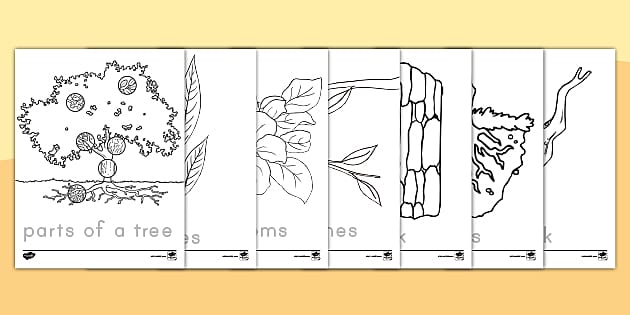Early Childhood Parts of a Tree Trace and Color Worksheet