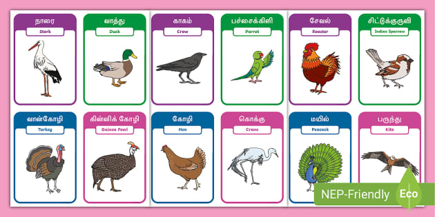 Tamil/English Birds Flashcards in Dual Language - Twinkl