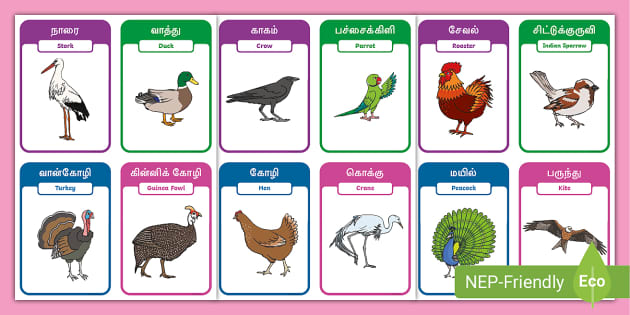 tamil-english-birds-flashcards-in-dual-language-twinkl