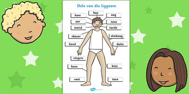 Parts Of The Body In Afrikaans