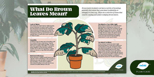 what-do-brown-leaves-mean-plantcare-plants-diagnosing