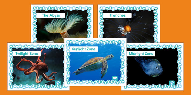 Layers of the Ocean Photos (teacher made) - Twinkl