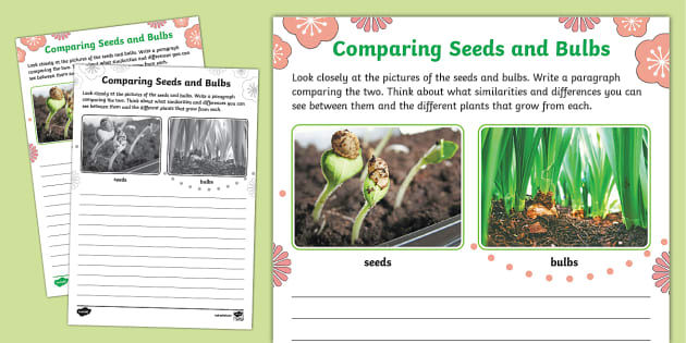 Comparing Seeds and Bulbs Worksheet - Twinkl