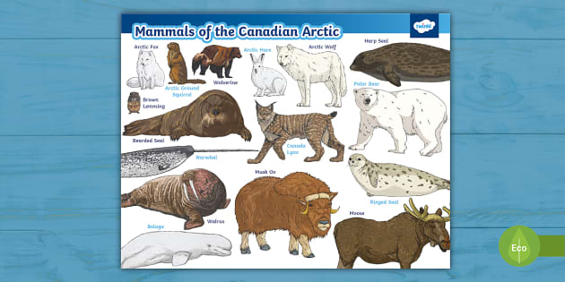 The Canadian Arctic I Arctic Archipelago Biology Diagrams