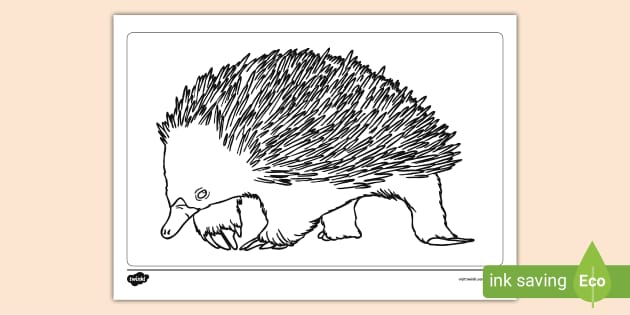 Echidna Colouring Page (teacher made) - Twinkl