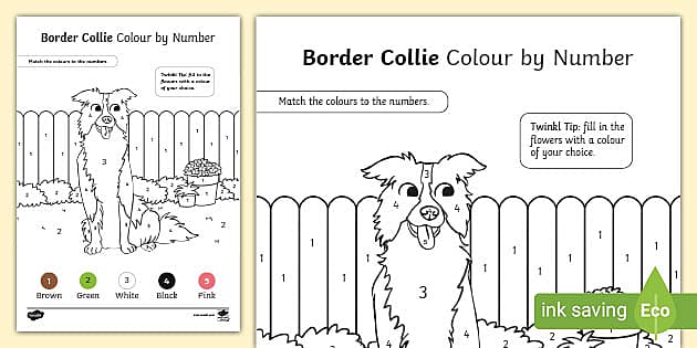 FREE Border Collie Dog Colour By Number teacher Made 