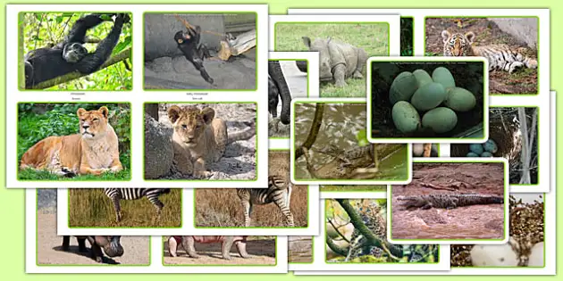 Kids Wild Animals Jungle Animal Print – Petal Lane Home