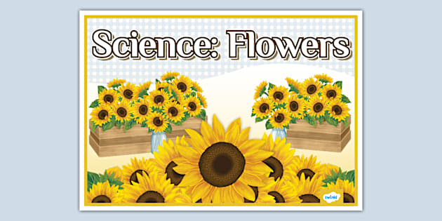 Sunflower Themed Science Flowers Display Poster Twinkl 3728