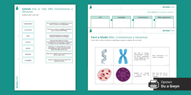 Gweithgaredd Torri a Gludo Cromosomau a Genynnau DNA