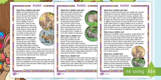 Rabbit Fact File KS1  Twinkl Originals (Teacher-Made)