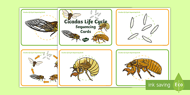 Lifecycle of a Cicada Development Animal Paperweight Science Classroom Specimens Education 