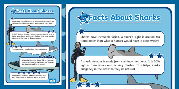 Five Facts about Sharks Display Poster (teacher made)