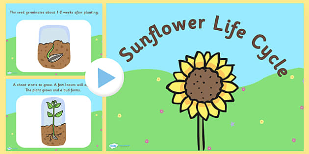 Sunflower Life Cycle PowerPoint - sunflower life cycle, sunflower life