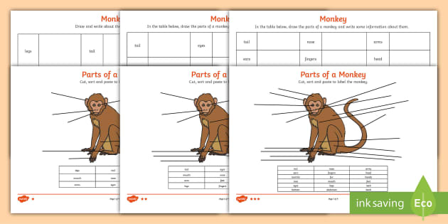 Parts of a Monkey Labelling Worksheet (teacher made)