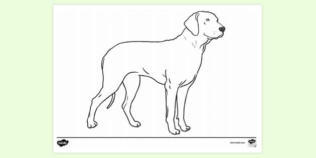 free-dog-colouring-colouring-sheets-teacher-made
