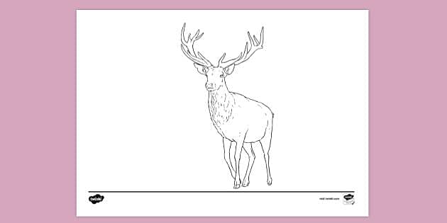 How To Draw A Deer Easy Tutorial - Toons Mag