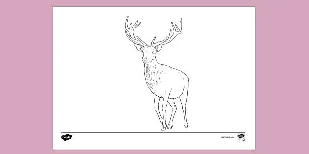Free Realistic Deer Colouring Colouring Page