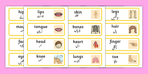 Parts of Body with Urdu meanings, Body Parts Vocabulary in Urdu  English  vocabulary words learning, English phrases sentences, English vocabulary  words