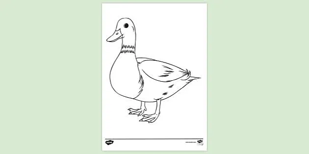 Mallard Ducklings Coloring Pages