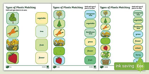 Types of plants worksheet | Easy to print | Twinkl - Twinkl