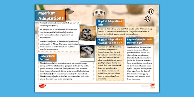 Meerkat Adaptations Fact File (teacher made) - Twinkl