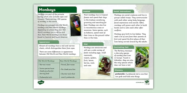 KS2 Monkey Fact File - Animals - Mammals - Primates - Twinkl