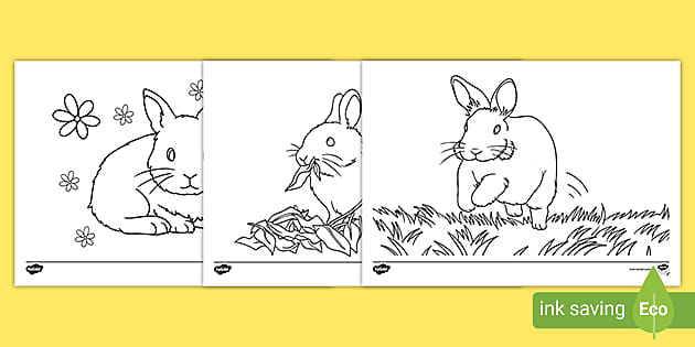 Bunny Rabbit Outline Colouring Pages (Teacher-Made) - Twinkl