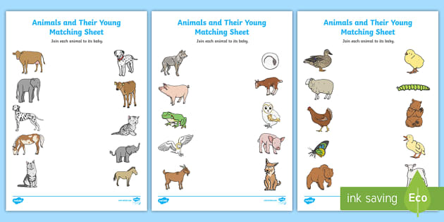Animals and their babies - Worksheet for First-Grade - Twinkl