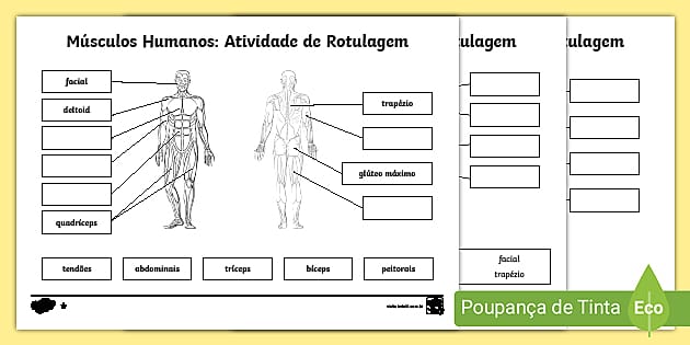 Cartões de Fatos Gerais sobre o Brasil (Teacher-Made)