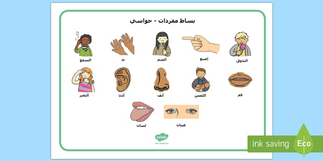 بساط مفردات أعضاء الحواس الخمس العلوم