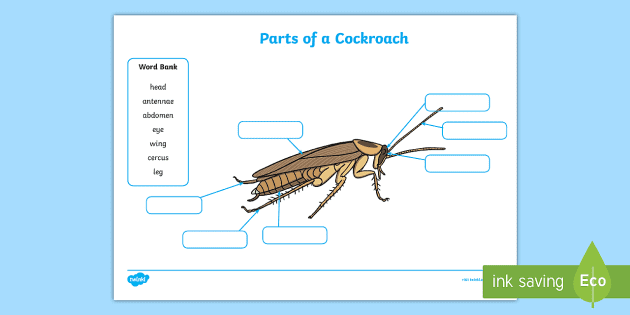 Parts Of A Cockroach Labelling Worksheet Teacher Made
