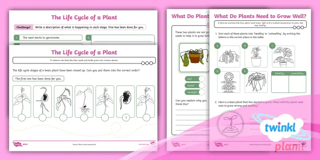 science plants home learning tasks year 2 teacher made