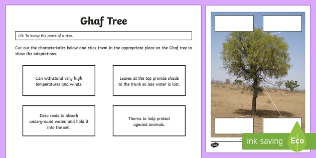 importance of ghaf tree
