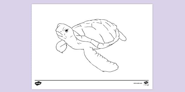 hawksbill turtle drawing