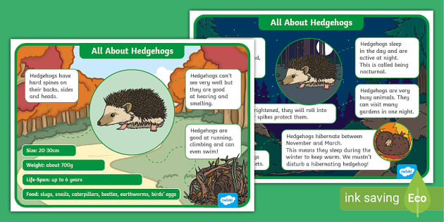 All About Hedgehogs Fact Files | Woodland Animals | Twinkl