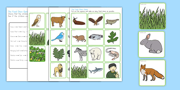 Rainforest Animals List Food Chain Primary Resources In the amazon rainforest food chain, these top spots are held by the big cats, crocodiles. rainforest animals list food chain
