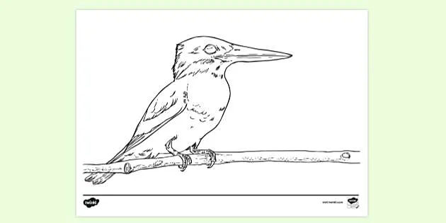 t tp 2673489 kingfisher bird colouring sheet ver 1