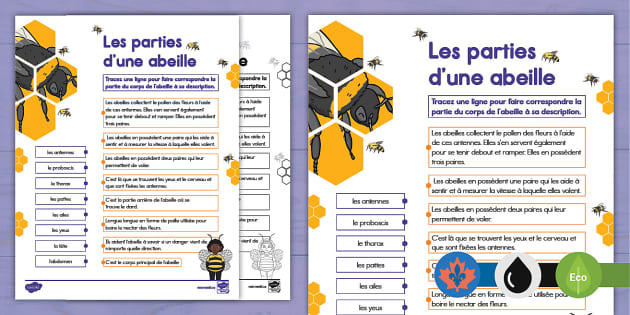 parts-of-a-bee-matching-activity-french-lehrer-gemacht