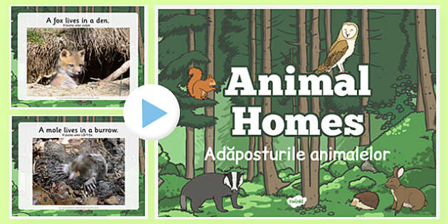 Animal Homes PowerPoint Romanian Translation (Teacher-Made) Animal Homes PowerPoint Romanian Translation (Teacher-Made)
