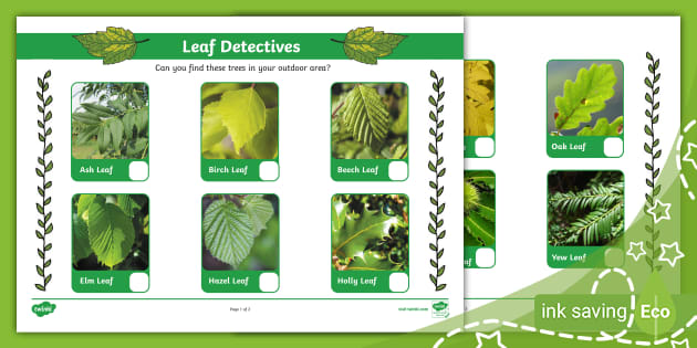 the leaf detective