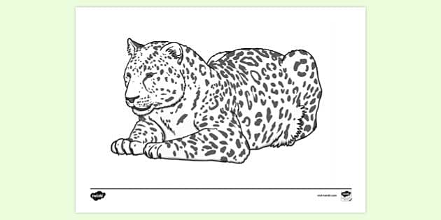 FREE! - A Leopard Colouring Sheet - Printable (teacher made)