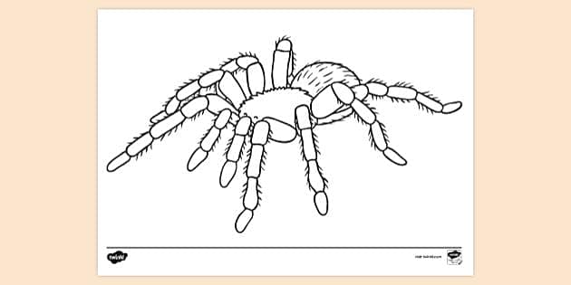 FREE! - Tarantula Colouring Page | Primary Resources | Twinkl