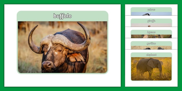 African Mammals Photo Pack (teacher made) - Twinkl