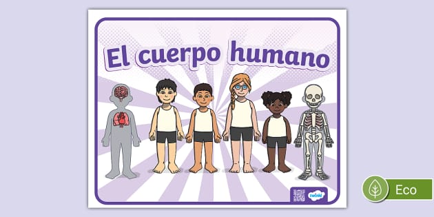 Cartel El Cuerpo Humano Lehrer Gemacht Twinkl 