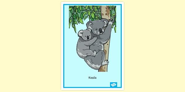 FREE! - Cute Koala Poster, Display Animal Poster